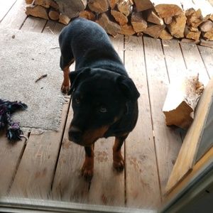 Meet your Posher, Vincent